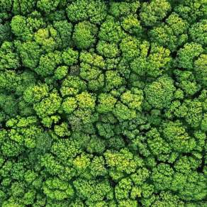 【材质】树林森林俯视树林