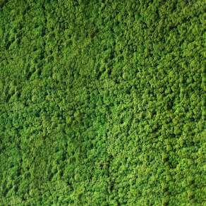 【材质】树林森林俯视树林