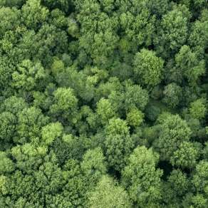 【材质】树林森林俯视树林