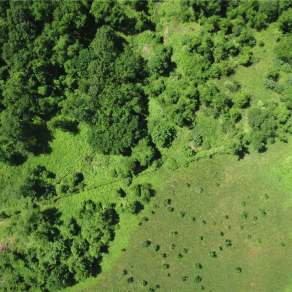 【材质】树林森林俯视树林