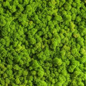 【材质】鸟瞰树丛树群植物贴图