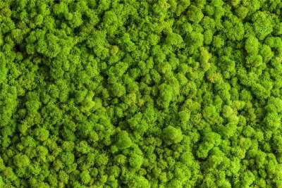 【材质】鸟瞰树丛树群植物贴图