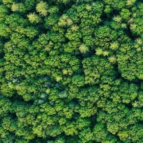 【材质】鸟瞰树丛树群植物贴图I