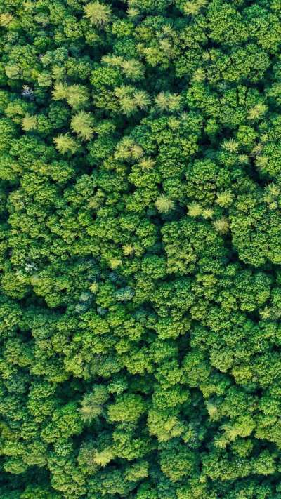 【材质】鸟瞰树丛树群植物贴图I