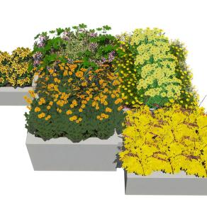 现代花坛花池植物花箱