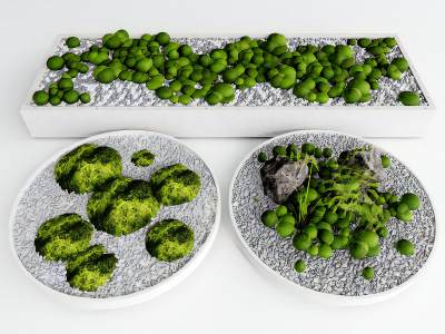 现代盆栽景观苔藓微景观