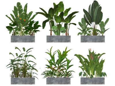 现代植物盆栽盆景