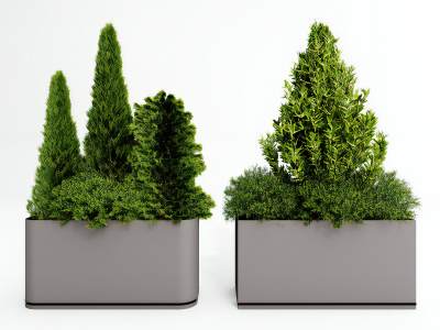 现代植物盆栽针叶松盆景