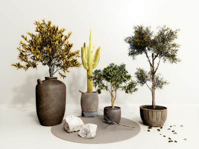 侘寂风盆栽植物盆景