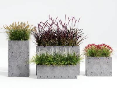 现代花草盆栽植物花草狗尾巴草