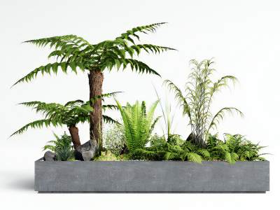 现代植物盆栽蕨类盆景庭院植物小品