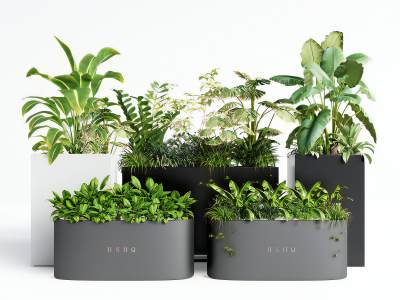 现代绿植盆栽