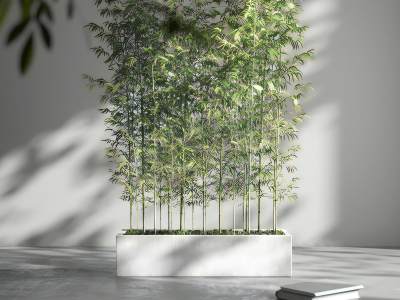 现代竹子盆栽