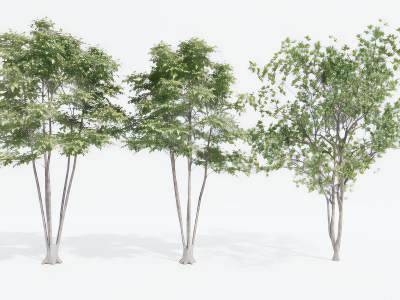 现代景观树木