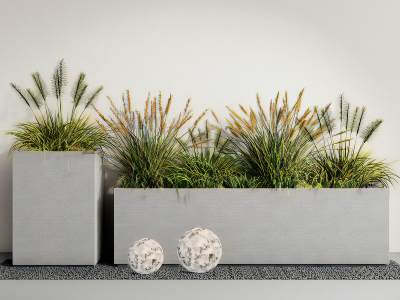 现代植物芦苇花坛花池