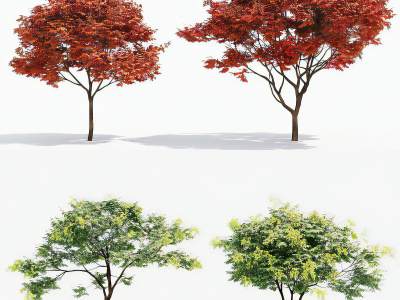 现代栾树秋季鸡爪槭红枫树