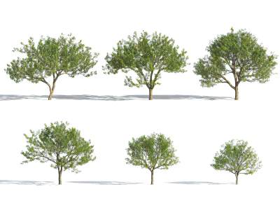 现代梨树景观树