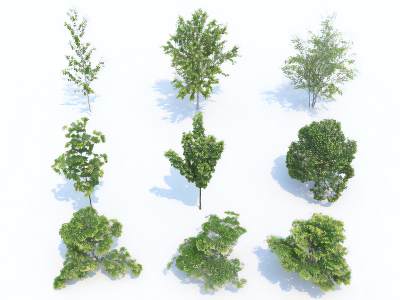 现代鸡爪槭枫树景观树