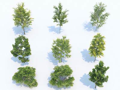 现代鸡爪槭枫树景观树