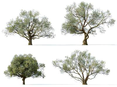 现代橄榄树组合