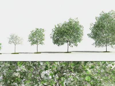 现代开花橘子树