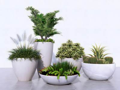 现代植物盆栽