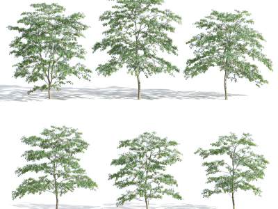 现代景观树行道树木