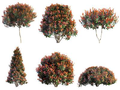 现代红叶石楠植物