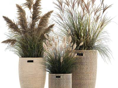 现代芦苇盆栽