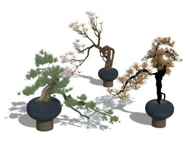 新中式松树盆栽