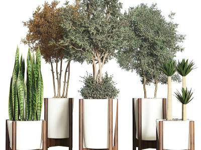 现代植物绿植盆栽