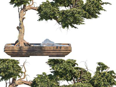 新中式松柏盆栽