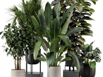 现代绿植盆栽组合