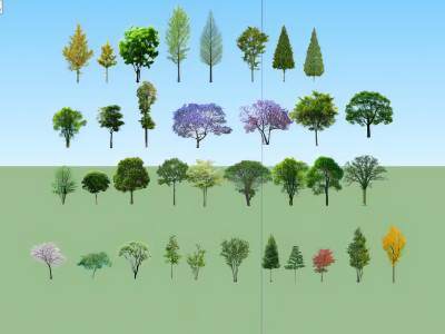 现代景观树木
