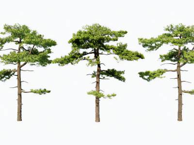 新中式迎客松