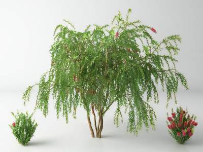 现代景观树