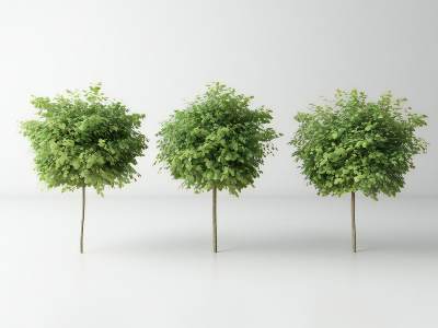 现代景观树