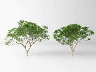 现代景观树