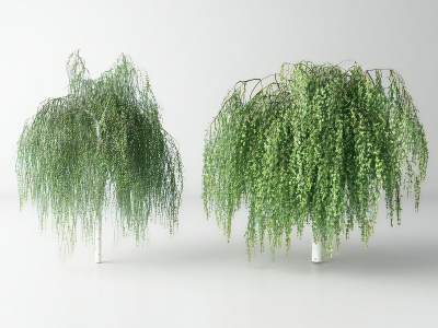 现代景观树