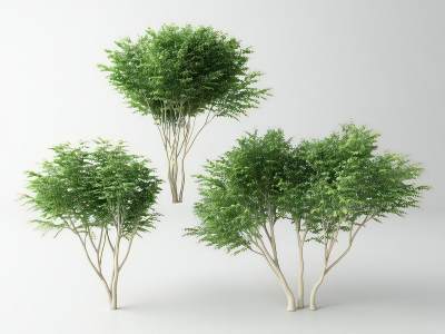 现代景观树