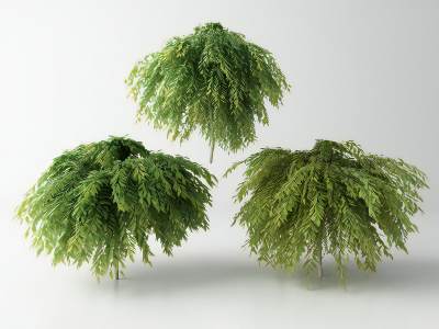 现代景观树