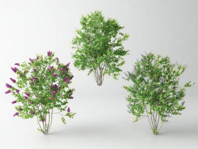 现代景观树