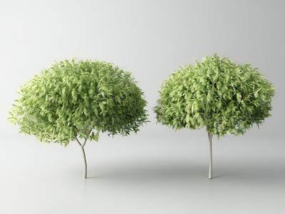 现代景观树