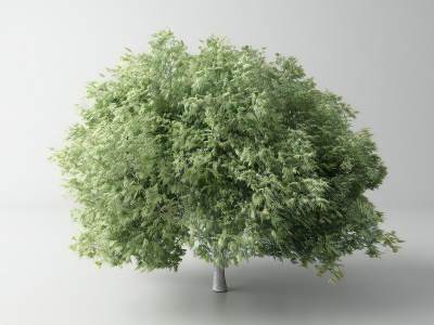 现代景观树