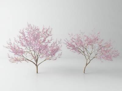 现代樱花