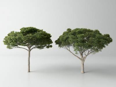 现代松树