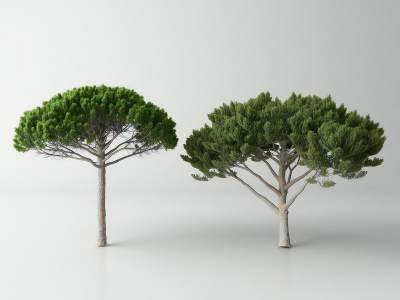 现代松树
