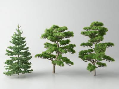 现代松树