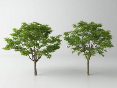 现代景观树