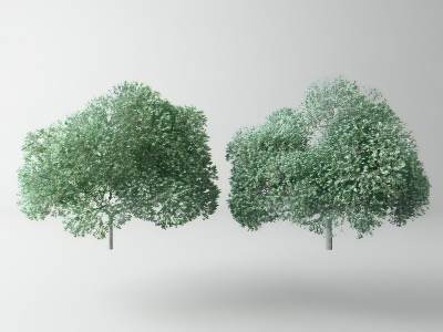 现代景观树